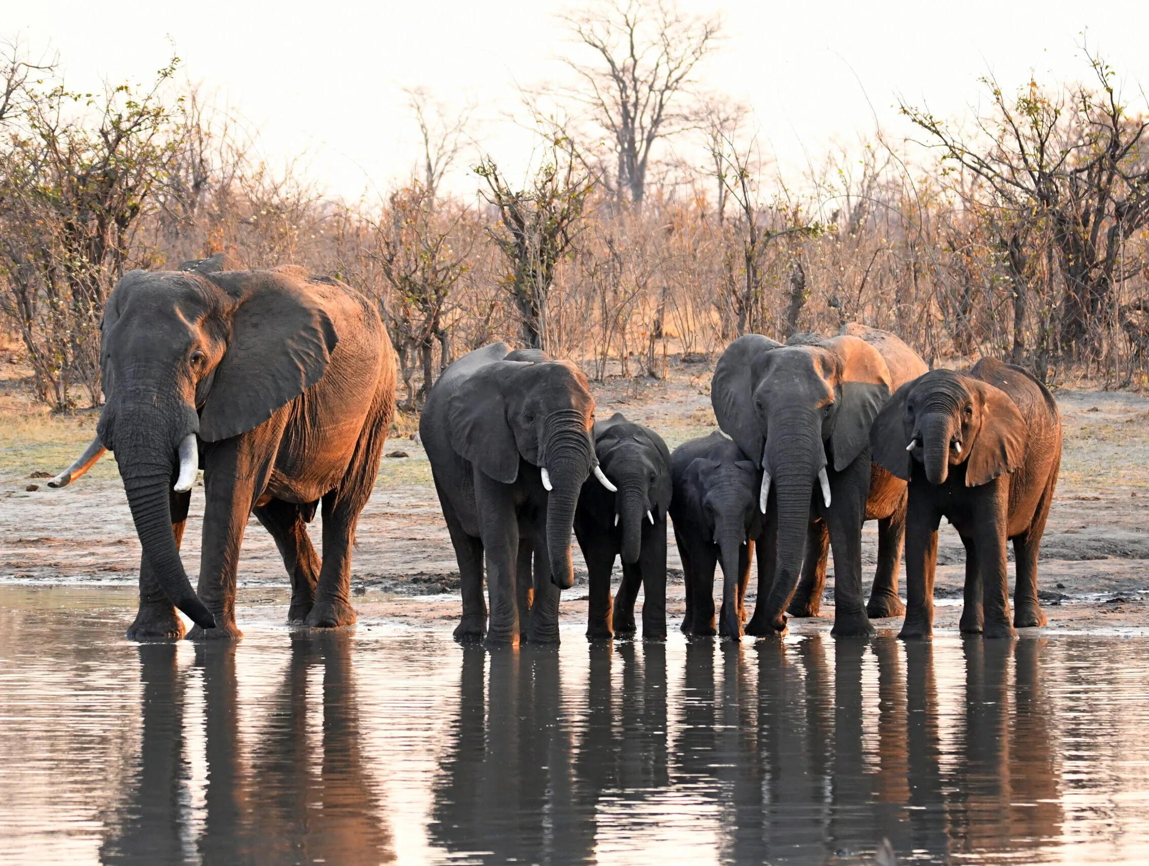 collective noun for elephants