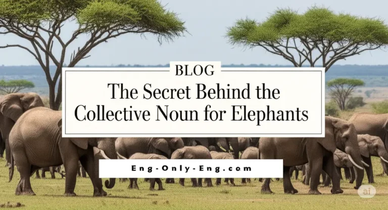 collective noun